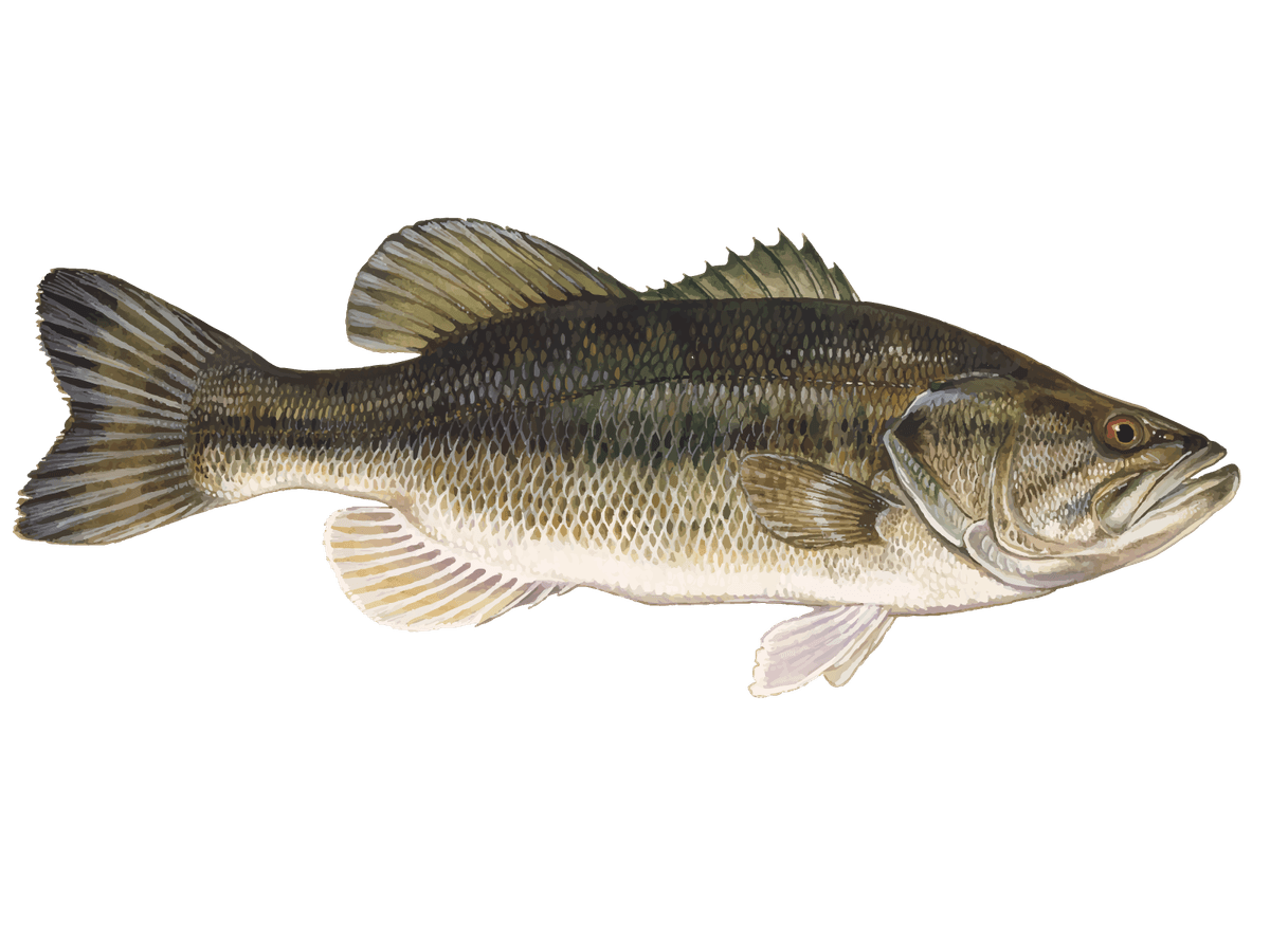 Largemouth Bass